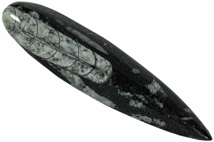 Polished Fossil Orthoceras (Cephalopod) - Morocco #216172